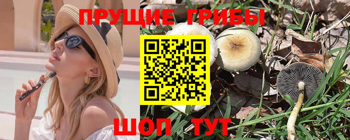 Бузулук  Галлюциногенные грибы Psilocybe  Вход с VPN 